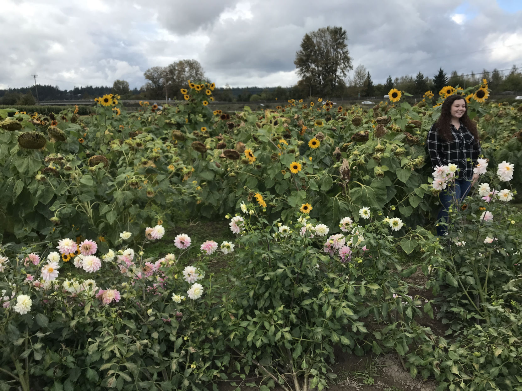 Pumpkins